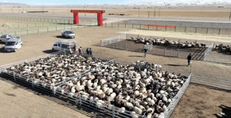 同德縣 多措并舉打造有機農畜產品輸出地，推進畜牧業高質量可持續發展